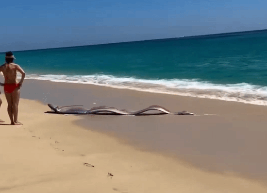 “末日鱼”冲上墨西哥海滩 多名比基尼连手施救