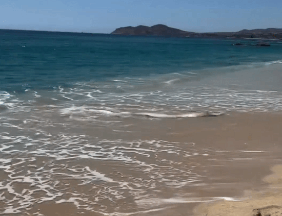 “末日鱼”冲上墨西哥海滩 多名比基尼连手施救