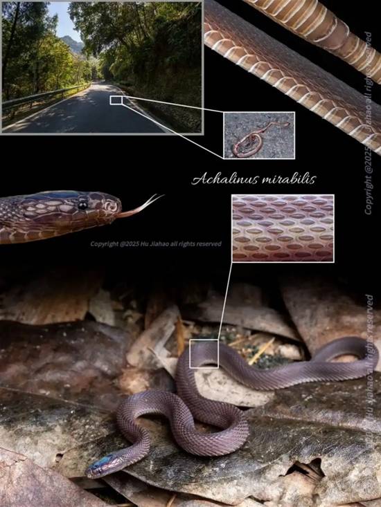 高中生发现新物种被质疑“学术造假” 本人回应