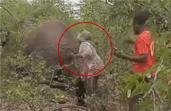 纳米比亚女子拽受伤大象尾巴取乐 遭踩踏致死